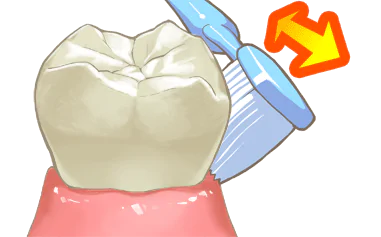 歯石がつかないようにするには歯と歯肉の間をブラッシングする